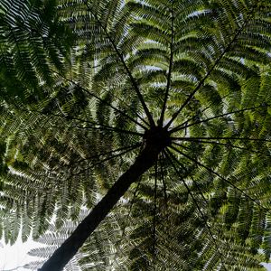 Preview wallpaper palm trees, trees, bottom view, tropics, sky