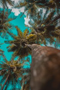 Preview wallpaper palm trees, trees, branches, tropics, sky, clouds
