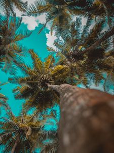 Preview wallpaper palm trees, trees, branches, tropics, sky, clouds
