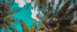 Preview wallpaper palm trees, trees, branches, tropics, sky, clouds