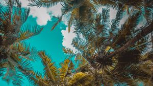 Preview wallpaper palm trees, trees, branches, tropics, sky, clouds