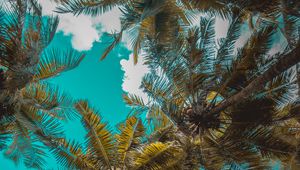 Preview wallpaper palm trees, trees, branches, tropics, sky, clouds