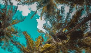 Preview wallpaper palm trees, trees, branches, tropics, sky, clouds