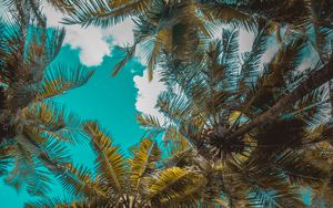 Preview wallpaper palm trees, trees, branches, tropics, sky, clouds