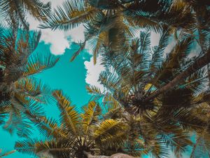 Preview wallpaper palm trees, trees, branches, tropics, sky, clouds