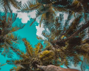 Preview wallpaper palm trees, trees, branches, tropics, sky, clouds