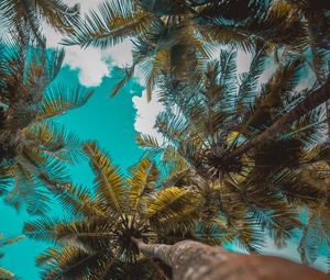 Preview wallpaper palm trees, trees, branches, tropics, sky, clouds