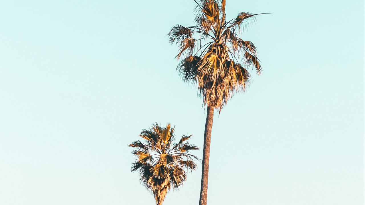 Wallpaper palm trees, trees, coast, fog, nature
