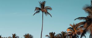 Preview wallpaper palm trees, trees, crowns, sky, tropical