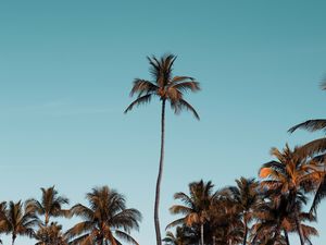 Preview wallpaper palm trees, trees, crowns, sky, tropical