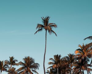 Preview wallpaper palm trees, trees, crowns, sky, tropical