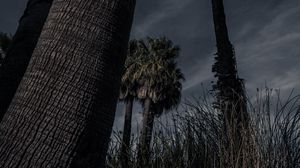 Preview wallpaper palm trees, trees, grass, dark, nature
