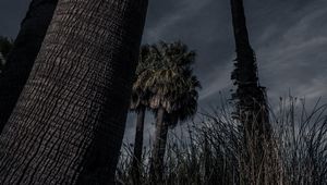Preview wallpaper palm trees, trees, grass, dark, nature