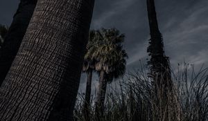 Preview wallpaper palm trees, trees, grass, dark, nature