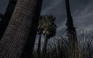 Preview wallpaper palm trees, trees, grass, dark, nature