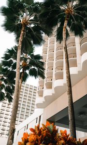 Preview wallpaper palm trees, trees, plants, buildings