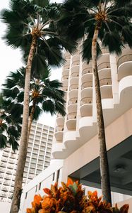 Preview wallpaper palm trees, trees, plants, buildings