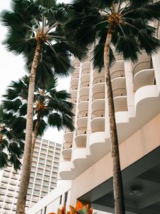 Preview wallpaper palm trees, trees, plants, buildings