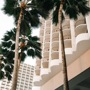 Preview wallpaper palm trees, trees, plants, buildings