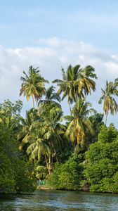 Preview wallpaper palm trees, trees, river, landscape, nature