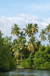 Preview wallpaper palm trees, trees, river, landscape, nature