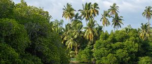 Preview wallpaper palm trees, trees, river, landscape, nature