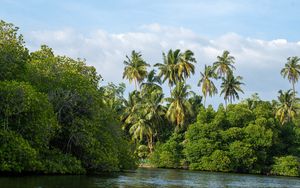 Preview wallpaper palm trees, trees, river, landscape, nature