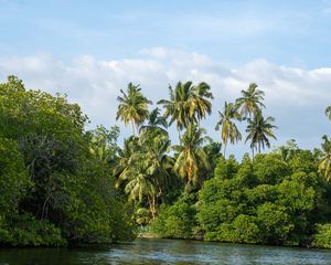 Preview wallpaper palm trees, trees, river, landscape, nature