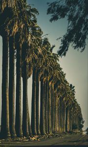 Preview wallpaper palm trees, trees, road, nature