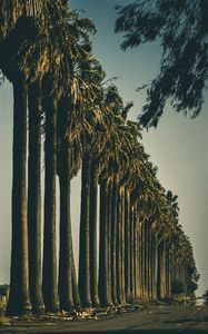 Preview wallpaper palm trees, trees, road, nature