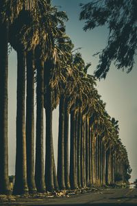 Preview wallpaper palm trees, trees, road, nature