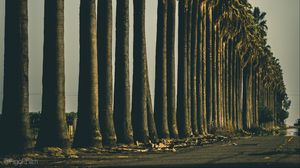 Preview wallpaper palm trees, trees, road, nature