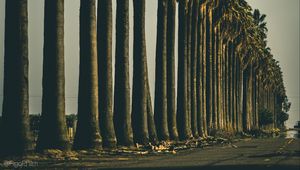 Preview wallpaper palm trees, trees, road, nature