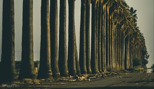 Preview wallpaper palm trees, trees, road, nature