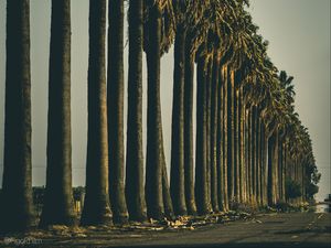 Preview wallpaper palm trees, trees, road, nature