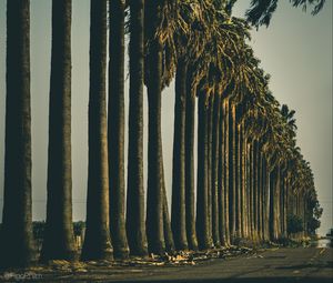 Preview wallpaper palm trees, trees, road, nature
