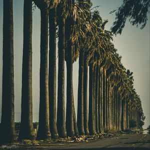 Preview wallpaper palm trees, trees, road, nature