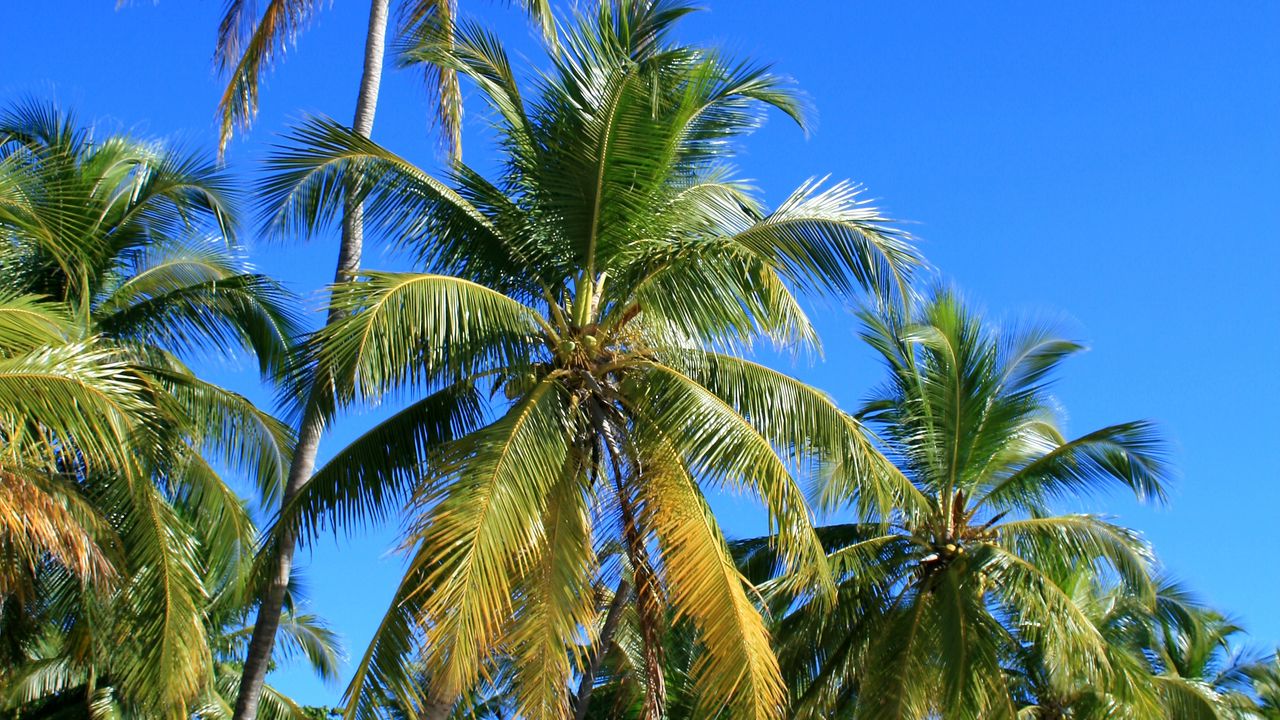 Wallpaper palm trees, trees, sand, nature, tropics
