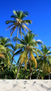 Preview wallpaper palm trees, trees, sand, nature, tropics