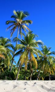 Preview wallpaper palm trees, trees, sand, nature, tropics