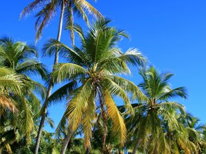 Preview wallpaper palm trees, trees, sand, nature, tropics