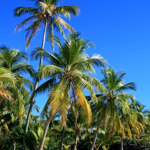 Preview wallpaper palm trees, trees, sand, nature, tropics