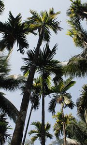 Preview wallpaper palm trees, trees, sky, bottom view