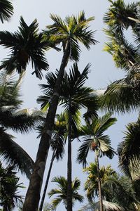 Preview wallpaper palm trees, trees, sky, bottom view