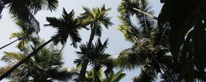 Preview wallpaper palm trees, trees, sky, bottom view