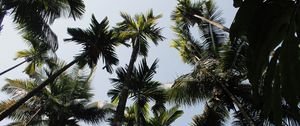 Preview wallpaper palm trees, trees, sky, bottom view