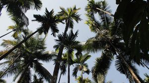 Preview wallpaper palm trees, trees, sky, bottom view
