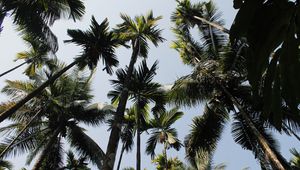 Preview wallpaper palm trees, trees, sky, bottom view