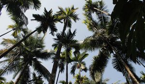 Preview wallpaper palm trees, trees, sky, bottom view