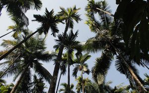 Preview wallpaper palm trees, trees, sky, bottom view